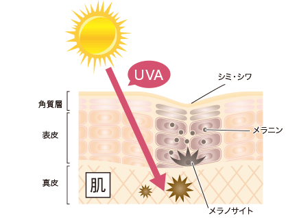 UVAの図