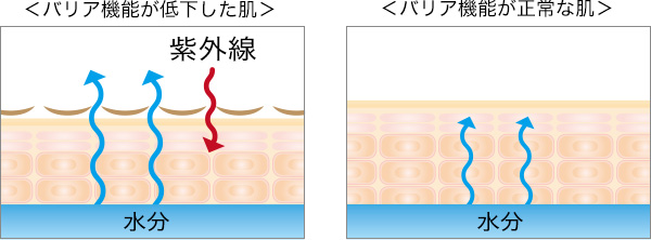 バリア機能が低下した肌と正常な肌