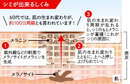 シミが出来るしくみ